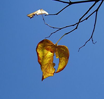 lost-love-last-leaf